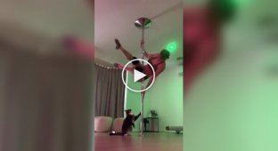 Cat disrupted a pole lesson