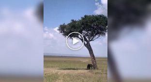Леопард не удержал добычу на дереве и уронил ее перед носом льва