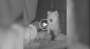 Пес защищает сон хозяйки