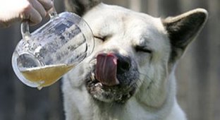 Собачье пиво (5 фото)
