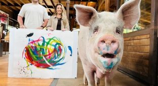 Свинья-художник нарисовала картины на 1 млн долларов (7 фото)