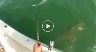 A giant sea bass swallowed a shark whole... I've never seen such an appetite