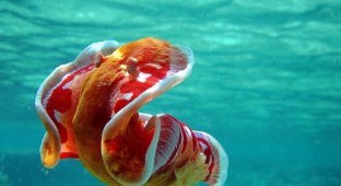 Испанский танцор: Гигантский ядовитый моллюск всю жизнь проводит в танце, а размножается откладывая «цветы» из яиц (9 фото + 1 гиф)