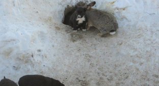 Жалюгідний кролик з Омської області замінив цуценятам мати (4 фото)