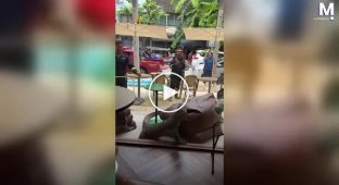 A huge monitor lizard makes a surprise visit to a Bangkok café