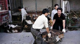 Бездомных собак в Таиланде готовят на убой (11 фото)