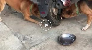 Ссора собак в Таиланде, напоминающая разборку в интернете