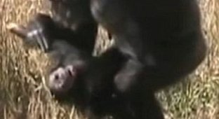 Шимпанзе оплакивает свое дитя (4 фото)