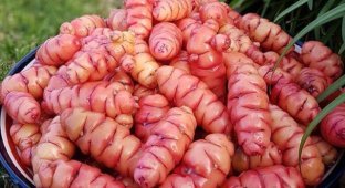 A selection of unusual and exotic vegetables from around the world (14 photos)