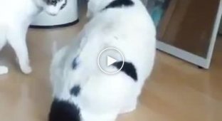 Fat cat separates fighting cats