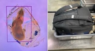 Airport staff found a dog in a passenger's backpack (2 photos)