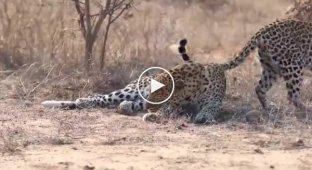 Leopard missed his chance