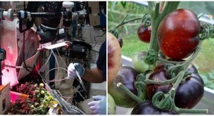 Astronauts managed to find a lost tomato in space (2 photos + 1 video)