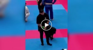 The dog decided to help his owner at a jiu-jitsu competition