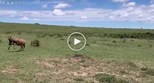 Грозная антилопа отогнала гепарда от детеныша