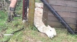 Alpaca got stuck in a fence and was rescued after 16 hours (2 photos + 1 video)