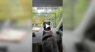 Кошка впервые попала в зоопарк и увидела диких животных