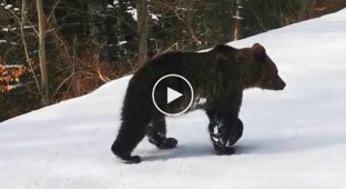 Медведь и горнолыжный инструктор