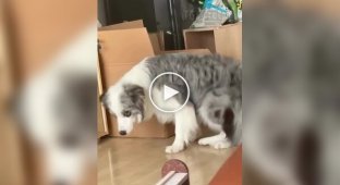 A cat is up to something bad