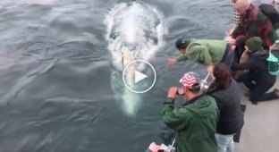 В Калифорнии киты поиграли с туристами