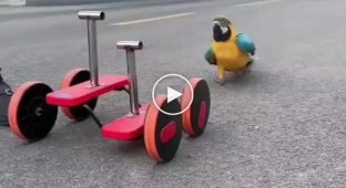 Bicycle for a parrot