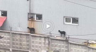 Goats need to be rescued in Kharkiv