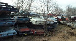 Самая большая свалка из Ford Mustang или страшный сон коллекционера (13 фото)