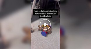 Чоловік зробив інвалідне крісло для черепахи