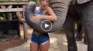 Встреча со слоном приняла неожиданный поворот