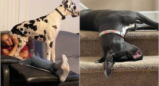15 photos about what it's like to live with Great Danes (16 photos)