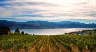 35 most beautiful vineyards in the world (35 photos)