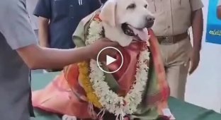 In India, a sniffer dog who worked for 12 years in the police was retired