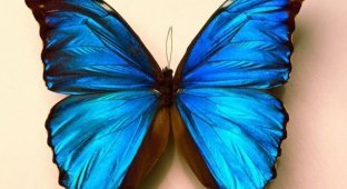 Бабочки (11 фото)