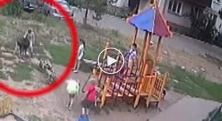 In Kazan, a dog bit a child on a playground