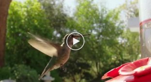 Полет колибри в замедленной съемке