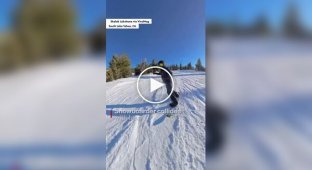Snowboarders collide with a bear while speeding down a mountain