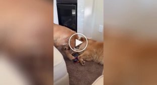 Mission impossible: a dog tries to steal a toy from a sleeping relative