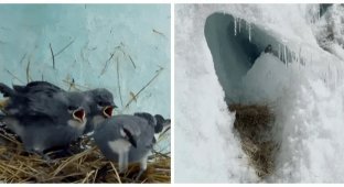 Ледяные птицы Анд (8 фото + 1 видео)