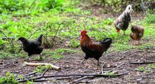 Real terror: wild chickens turned the lives of residents of a British village into “hell” (3 photos)