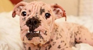 Love turned a small hairless bulldog into a gorgeous shaggy dog (2 photos)