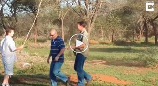Разъярённый страус побил туриста на ферме в ЮАР