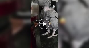 A parrot is rowdy until it is poured tea