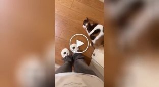 Просится на ручки: кот встречает свою хозяйку