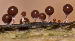 Слизевые грибы (22 фото)