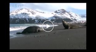 Морские слоны, не поделившие самок и пляж, устроили схватку