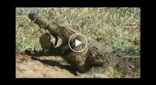 Крокодил лишился зуба и тщетно пытался раскусить панцирь черепахи в ЮАР