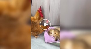 A cat warmed up chicks