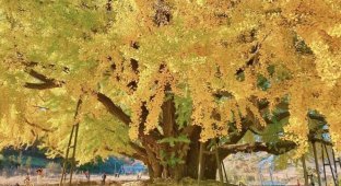 Величественное южнокорейское дерево возрастом 860 лет (5 фото + 1 видео)