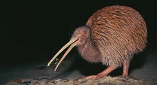 Kiwi: degradation on all fronts. Why did these birds decide to “erase” their bodies? (10 photos)