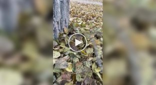 Осеннее настроение